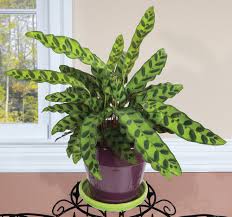 Rattlesnake plant