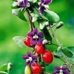 Purple flower of Goji Berry plant