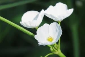 White-flowered Arrowhead plant