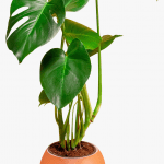 Swiss-cheese-plant
