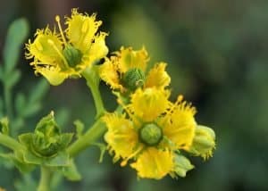 Rue Plant Flower