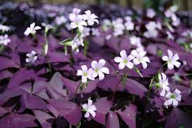 White blooms of Purple Shamrock