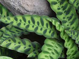 Lanced-shaped leaves with deep green brushstrokes
