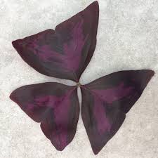 Purple triangular leaves of a False Shamrock plant