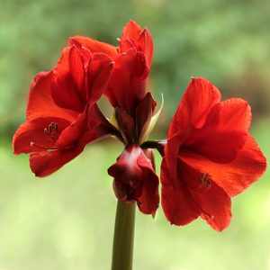 Amaryllis flower