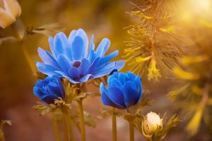 anemone flower 