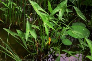 arrow head plant