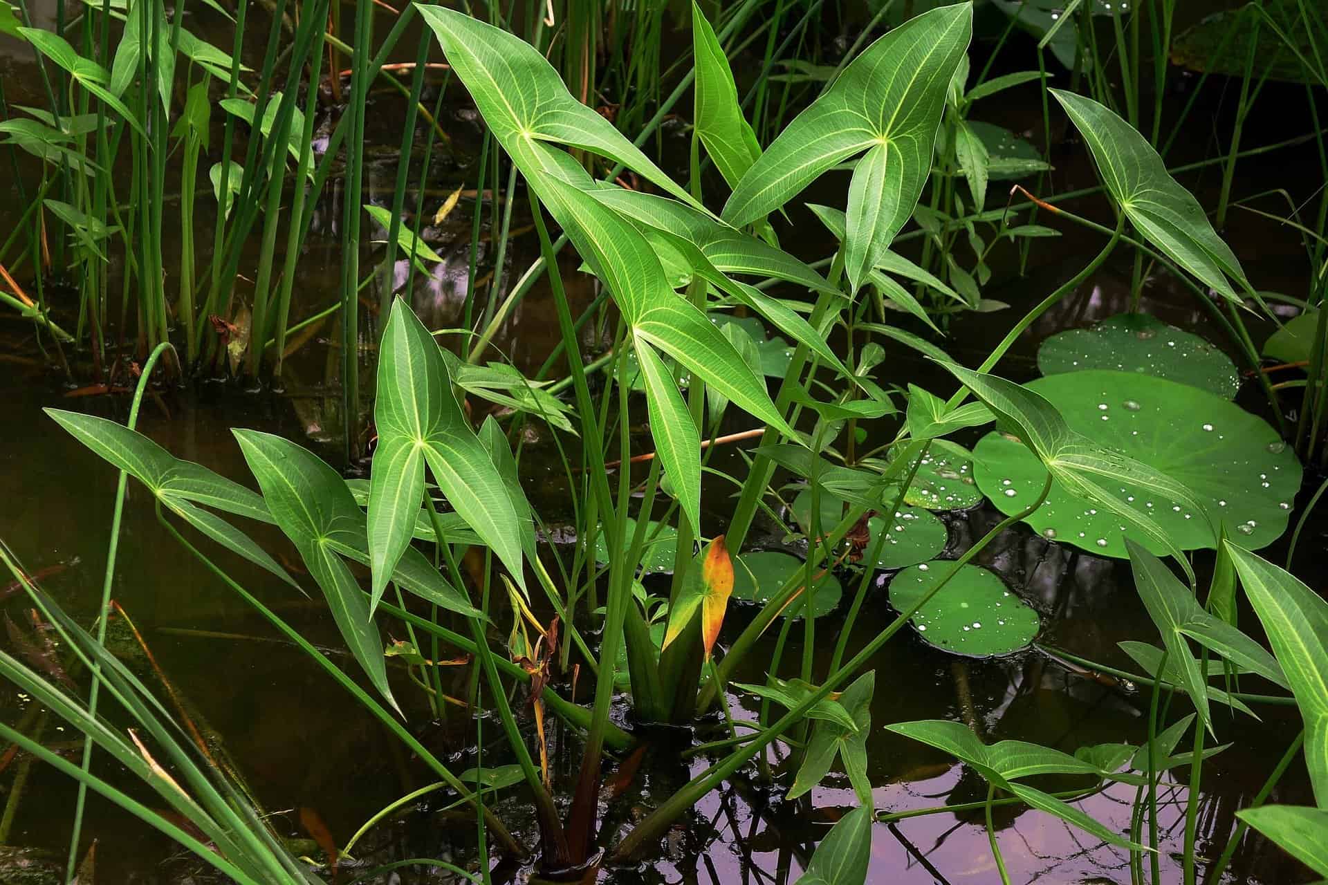 Arrowhead Plant - How to Grow in your home and take care of plant