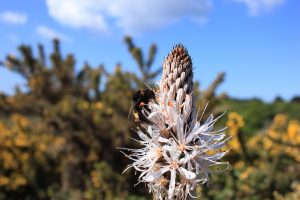 asphodel flower