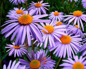 aster flower