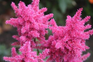 astilbe flower