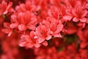 azalea flower