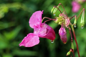 balsam flower