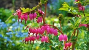 Bleeding Heart Plant