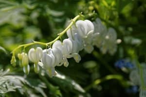 bleeding-heart-plant