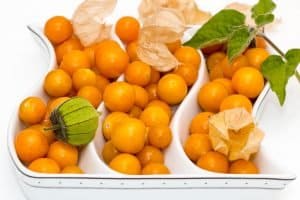 Chinese-lantern-plant-fruits