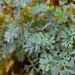 Common Rue Plant