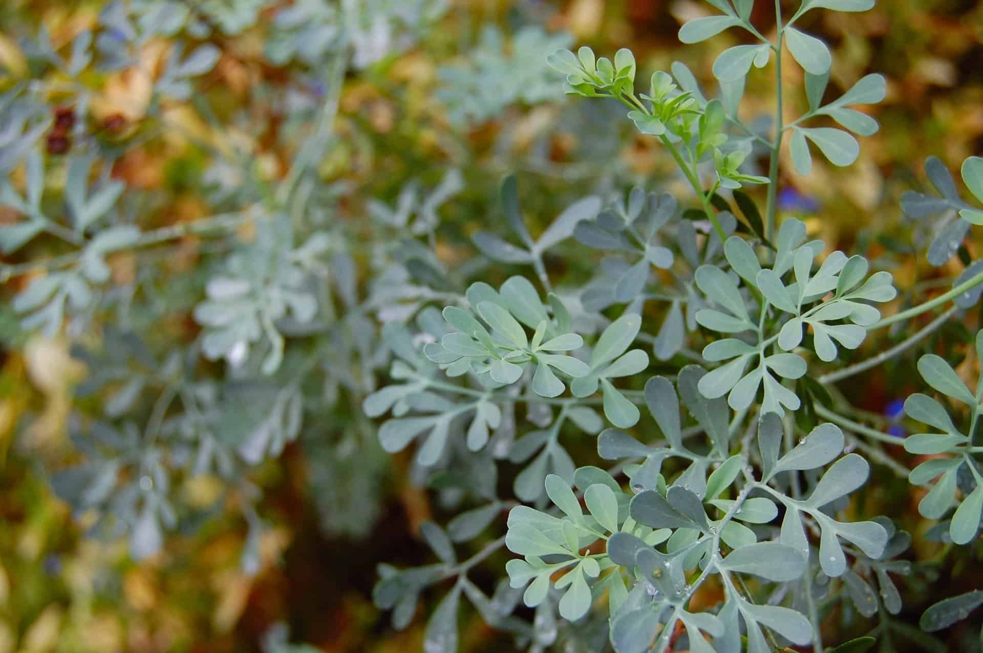 Rue Plant How To Grow And Care