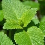 lemon-balm-plant