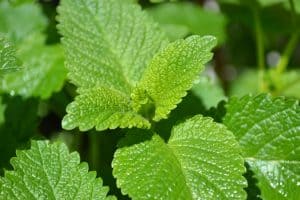 lemon-balm-plant