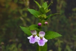 lemon-balm-plant