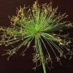 Papyrus Plant