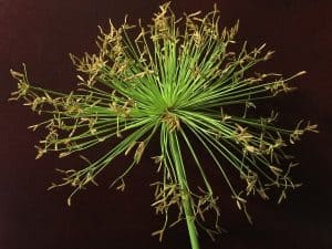 Papyrus Plant