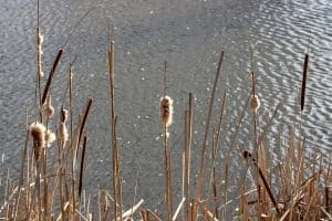 Dry Cattail Plant