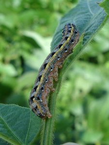 pests in soybean plants