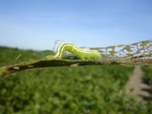 pest control for soybean plants