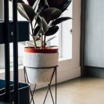 rubber plant