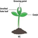 Unifoliate leaves unrolled