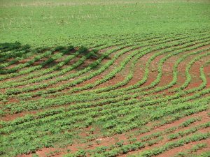 Soya field