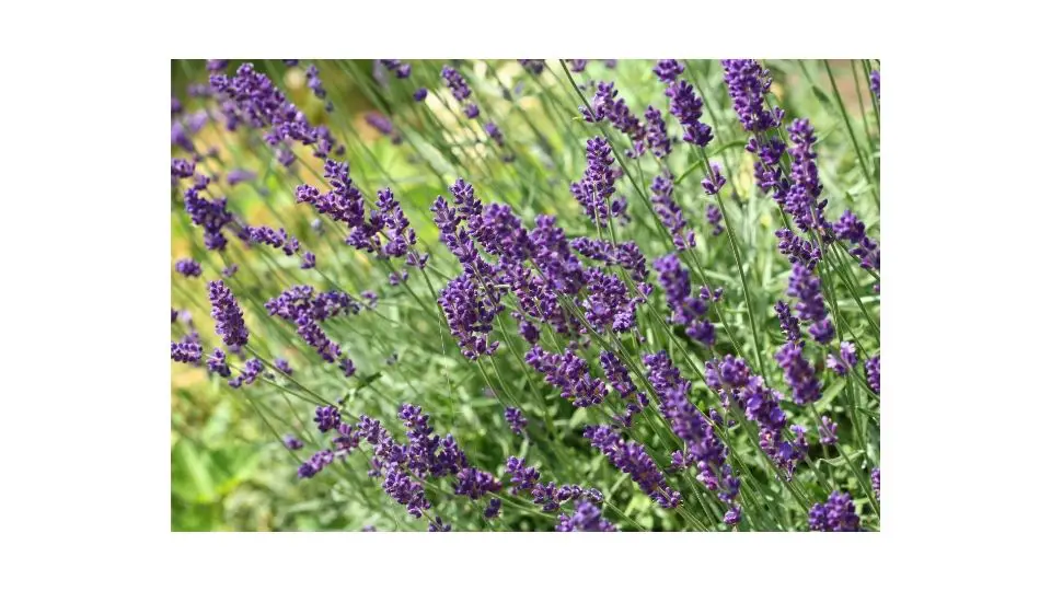 dying lavender plant revive