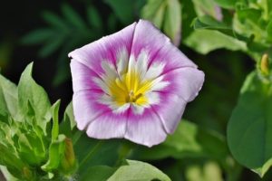 morning glory blooming