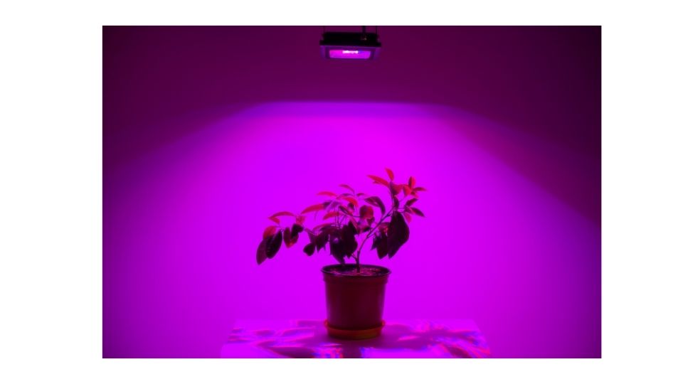 Plant led light