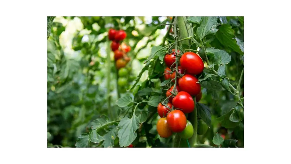 do tomato plants regrow every year?