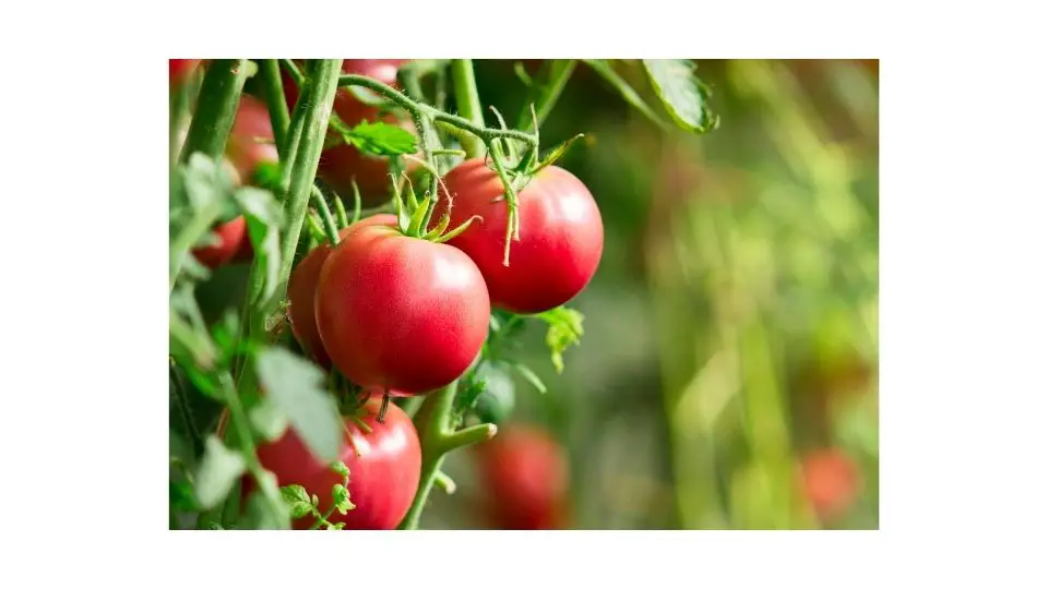 How Long do Tomato Plants Live