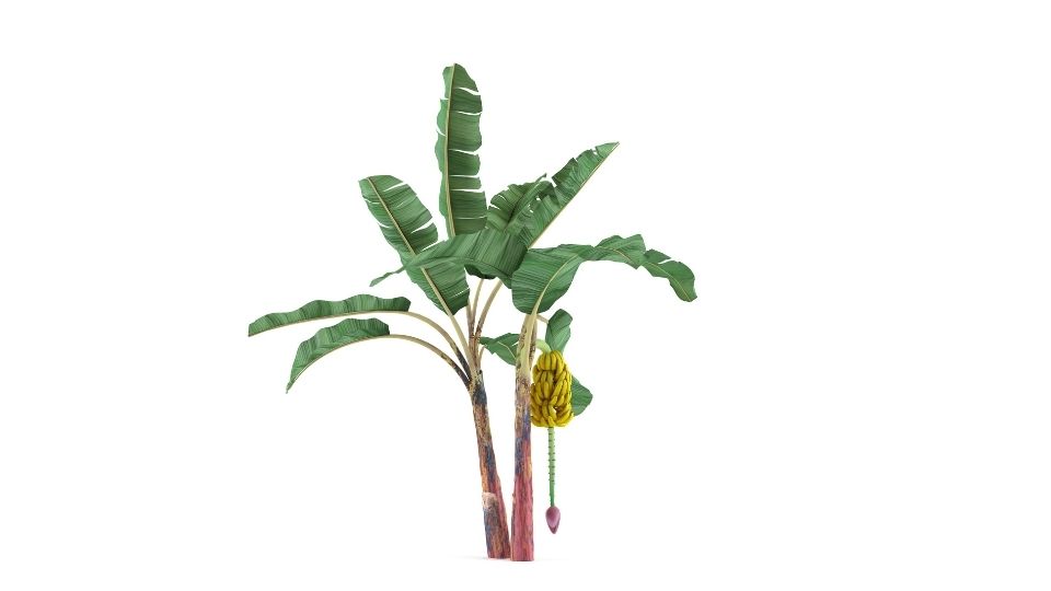 can you grow a banana tree indoors