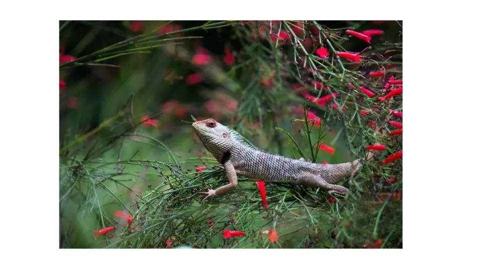 what do garden lizards eat