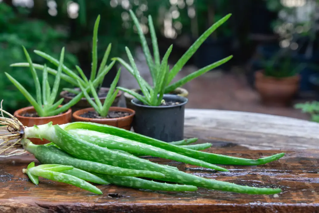 Aloe vera plant with some harvested leaves ready to extract the gel