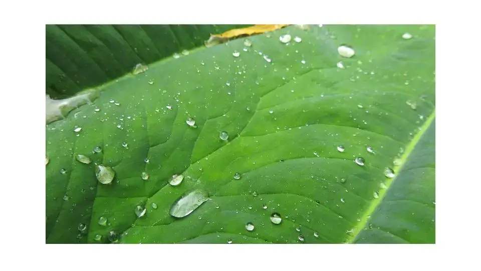 Do Plants Absorb Water Through Their Leaves Garden And Me