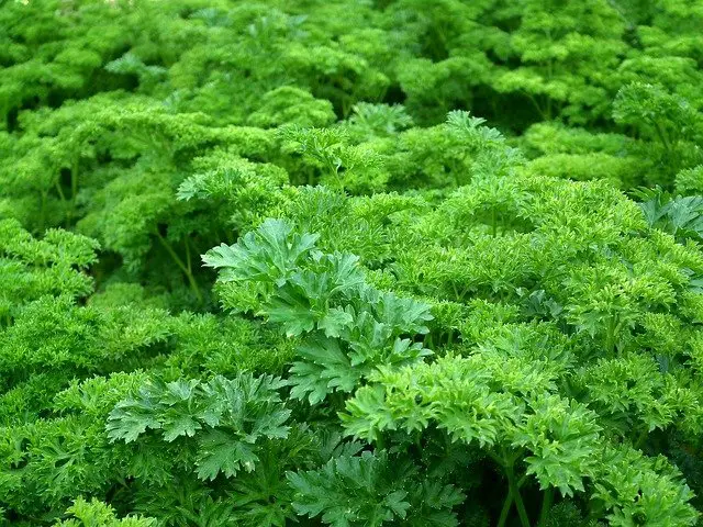 parsley herb example