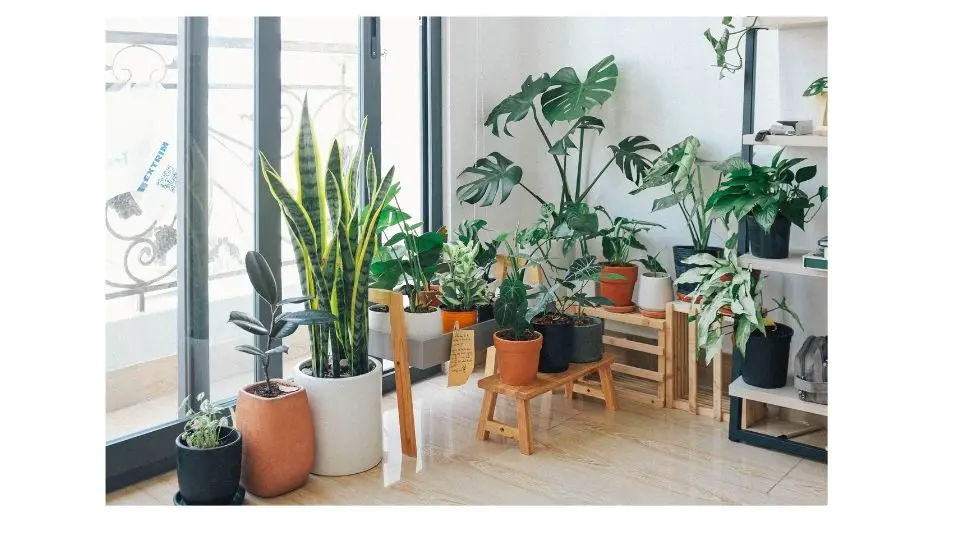 indoor plants examples