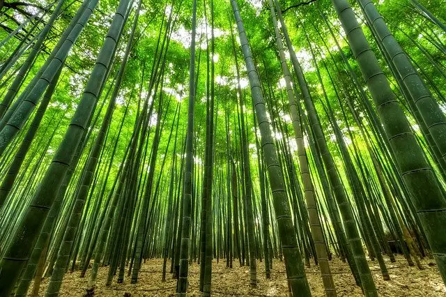 is bamboo grass
