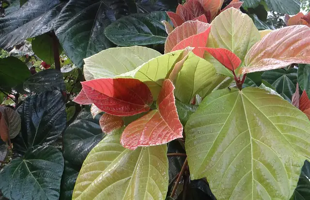 why an elephant ear plant turns yellow