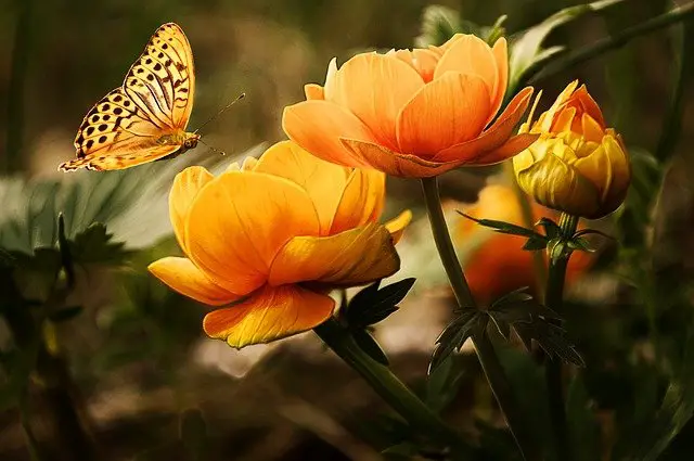 FLOWERS ATTRACTING BUTTERFLY