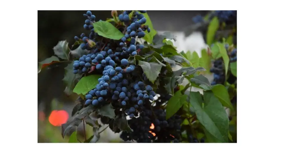 when do blue berries grow