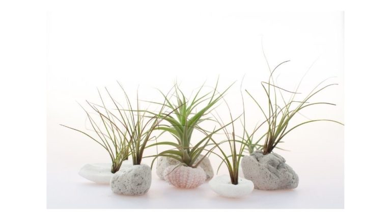 do-air-plants-need-water-answered