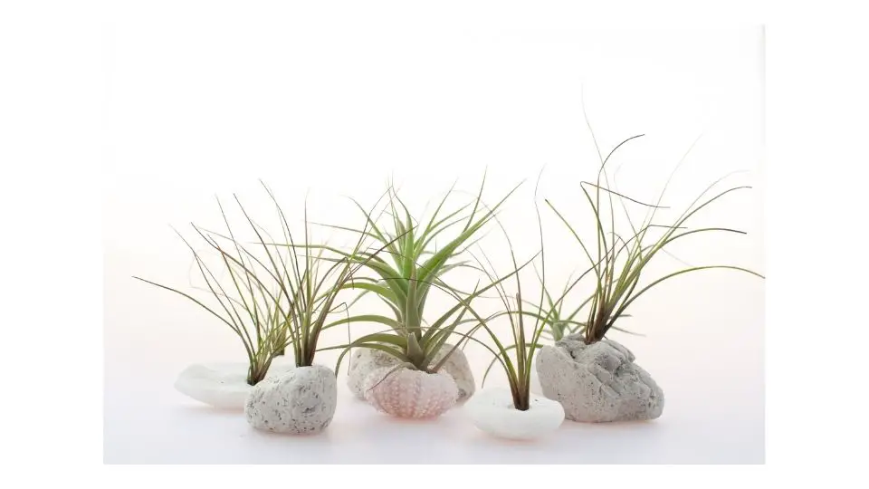 'do air plants need water